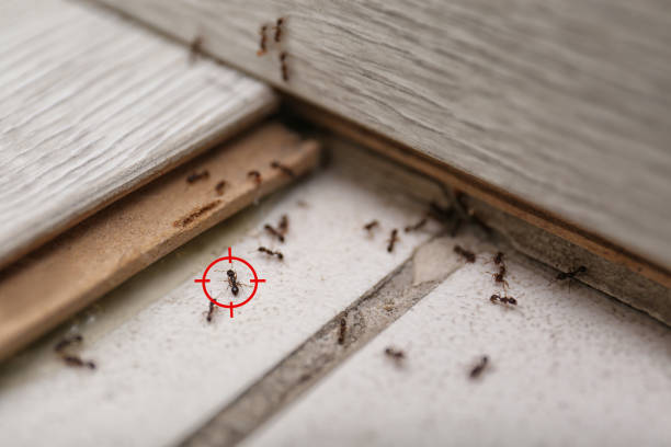 Best Wasp Removal Services  in Congress, AZ