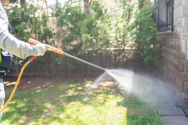 Wasp Removal Services in Congress, AZ