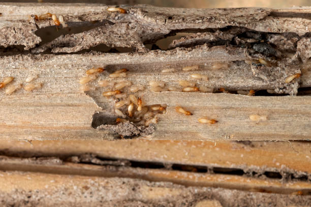 Pest Control Cost in Congress, AZ